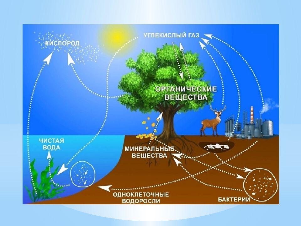 Составить схему круговорот веществ в природе